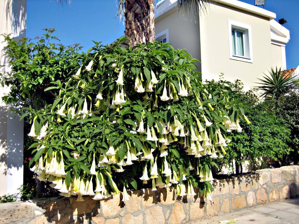 Rododafni Villas Klorakas Exterior foto